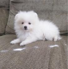 Puppies for sale , pomeranian - Spain, Seville