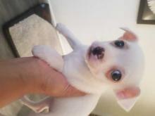 Puppies for sale chihuahua - United Kingdom, Bristol