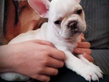 Puppies for sale french bulldog - Bulgaria, Sofia. Price 155 €