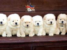Puppies for sale chow chow - Austria, Vienna. Price 21 €