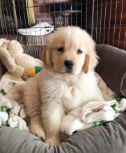 Puppies for sale golden retriever - Spain, Madrid