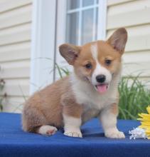 Puppies for sale , welsh corgi pembroke - Luxembourg, Vianden
