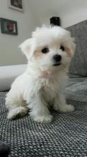 Puppies for sale maltese - Spain, Madrid