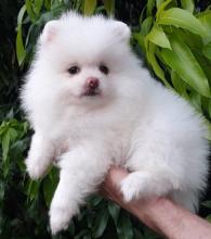 Puppies for sale pomeranian spitz - Uzbekistan, Bukhara