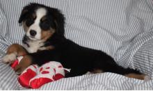 Puppies for sale bernese mountain dog - Bulgaria, Rousse