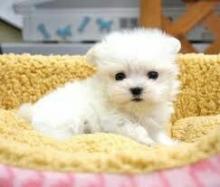 Puppies for sale maltese - Denmark, Kopenagen