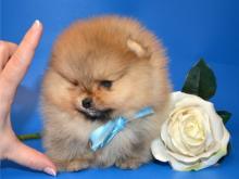 Puppies for sale pomeranian spitz - Germany, Chemnitz