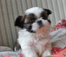 Puppies for sale shih tzu - Latvia, Ventspils