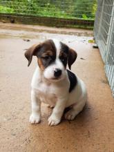 Puppies for sale jack russell terrier - Portugal, Lisbon