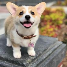 Puppies for sale other breed, pembroke welsh corgi - Greece, Larissa
