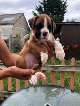 Puppies for sale boxer - Austria, Vienna