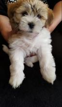Puppies for sale lhasa apso - United Kingdom, Manchester