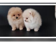 Puppies for sale pomeranian spitz - Greece, Larissa