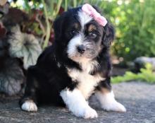 Puppies for sale , aussiedoodle - Turkmenistan, Dashoguz
