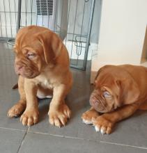 Puppies for sale other breed, dogue de bordeaux - Canada, British Columbia, Vancouver