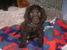 Puppies for sale , american water spaniel - Ukraine, Luck