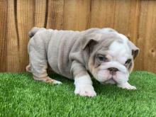 Puppies for sale english bulldog - Finland, Rovaniemi. Price 10 €