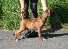 Puppies for sale boxer - Ireland, Belfast