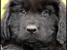Puppies for sale newfoundland - Portugal, Braga. Price 21 €