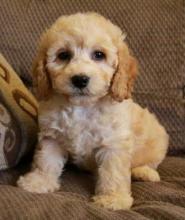 Puppies for sale , cokapoo puppies - Turkmenistan, Dashoguz