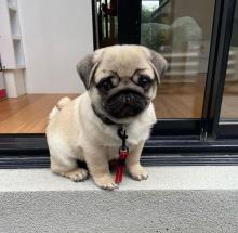 Puppies for sale pug - Ireland, Galway
