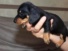 Puppies for sale dachshund - Canada, Saskatchewan
