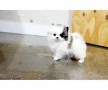 Puppies for sale pomeranian spitz - Latvia, Bauska