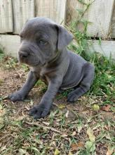 Puppies for sale staffordshire bull terrier - United Kingdom, Manchester