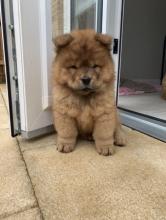 Puppies for sale chow chow - Ireland, Cork