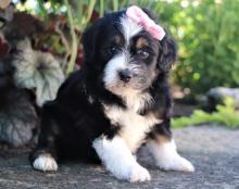 Puppies for sale , aussiedoodle - Cyprus, Protaras