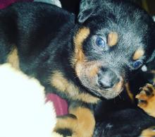 Puppies for sale rottweiler - Ireland, Belfast