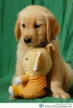 Puppies for sale golden retriever - Ireland, Cork
