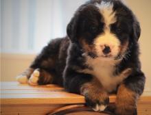 Puppies for sale bernese mountain dog - Finland, Rovaniemi