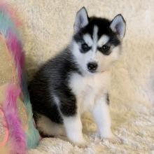 Puppies for sale haski - Ireland, Cork. Price 10 €