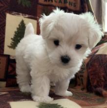 Puppies for sale maltese - Greece, Thessaloniki. Price 155 €