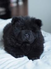 Puppies for sale chow chow - Austria, Graz. Price 10 €