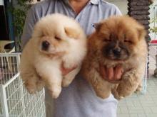 Puppies for sale chow chow - Ireland, Dublin. Price 10 €