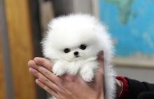 Puppies for sale pomeranian spitz - Austria, Vienna. Price 21 €