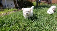 Puppies for sale maltese - Finland, Lahti