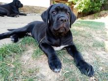 Puppies for sale italian corso dog, cane corso - Bulgaria, Pleven, Lovech
