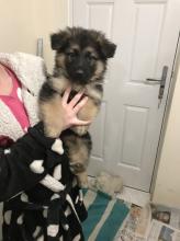 Puppies for sale german shepherd dog - Finland, Rovaniemi. Price 10 €