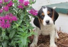 Puppies for sale beagle - Hungary, Miskolc. Price 155 €