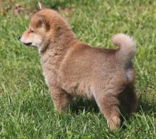 Puppies for sale , shiba inu - Luxembourg, Luxembourg