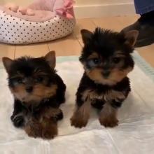 Puppies for sale yorkshire terrier - Belgium, Brussels