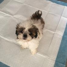 Puppies for sale shih tzu - Luxembourg, Luxembourg