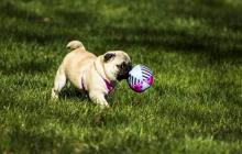 Puppies for sale pug - Belgium, Brussels