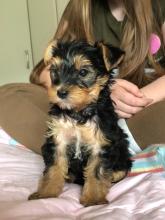 Puppies for sale yorkshire terrier - Georgia, Georgia
