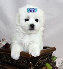 Puppies for sale maltese - Georgia, Kutaisi