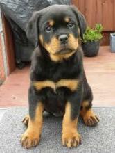 Puppies for sale rottweiler - Belgium, Brussels