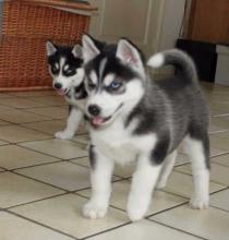 Puppies for sale , siberian husky - Latvia, Ventspils